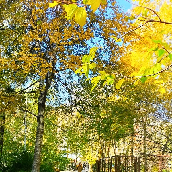 Некрасовская аллея | Источник: pib.primorsky.ru