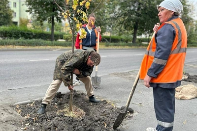 На проспекте Мира высадили 40 лип