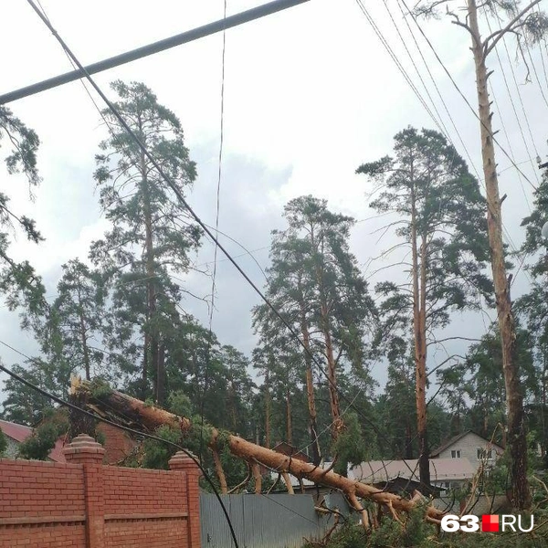 Дерево зависло на проводах | Источник: читатель 63.RU 
