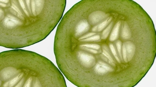 Как собрать семена огурцов правильно: главные секреты и советы