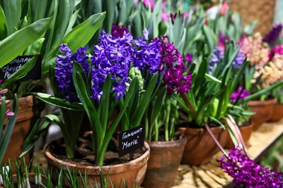 Три цветка для весеннего настроения