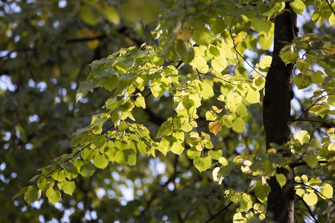 Народ сложил поговорки об Ульяне и о несбыточной встрече: «Ульяна кличет Ульяна, а Ульян кличет Ульяну»; «Ульян Ульяне в лицо не глянет» | Источник: Александра Мамонтова / 76.RU