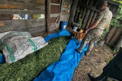 У двух амурчан изъяли более 10 кг марихуаны