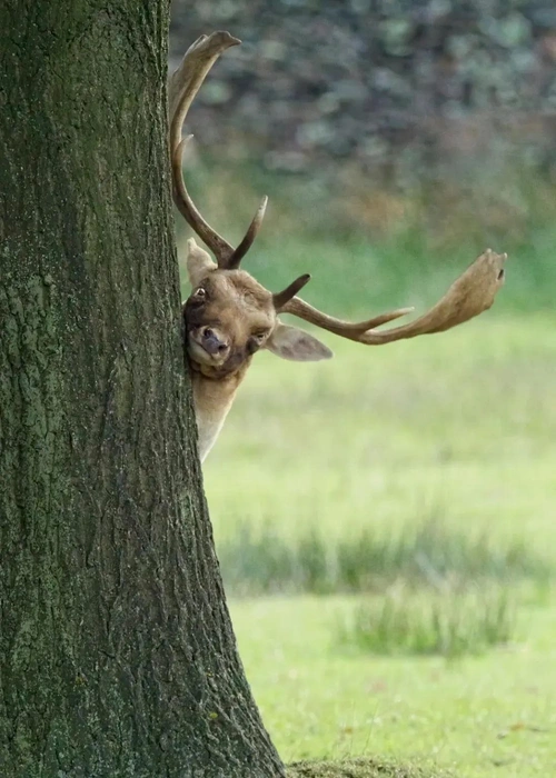 Источник: Helen Cherry / www.comedywildlifephoto.com
