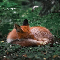 Аватарка FoXxXy