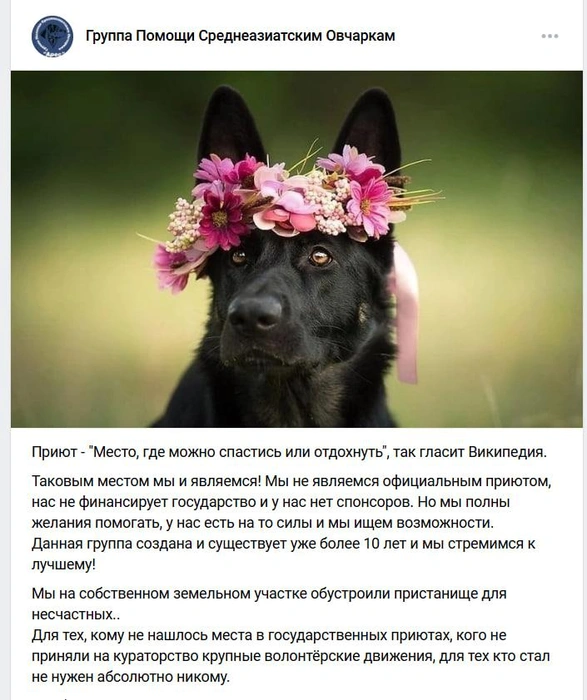 Из публикаций в группе, где Екатерина Мишина указана контактным лицом и фигурирует её номер телефона, следует, что участок — всё же приют, хоть и не совсем официальный | Источник: «Группа Помощи Среднеазиатским Овчаркам» / vk.com