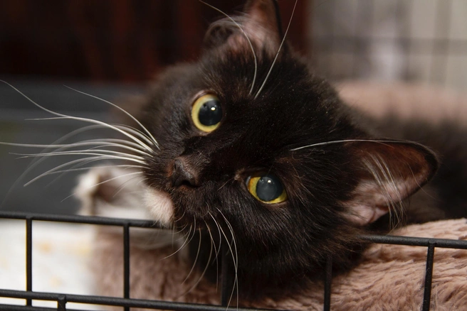 У кошки серьезная травма, поэтому пока она остается на передержке волонтера | Источник: Общественное движение помощи животным «Ковчег» / ВКонтакте