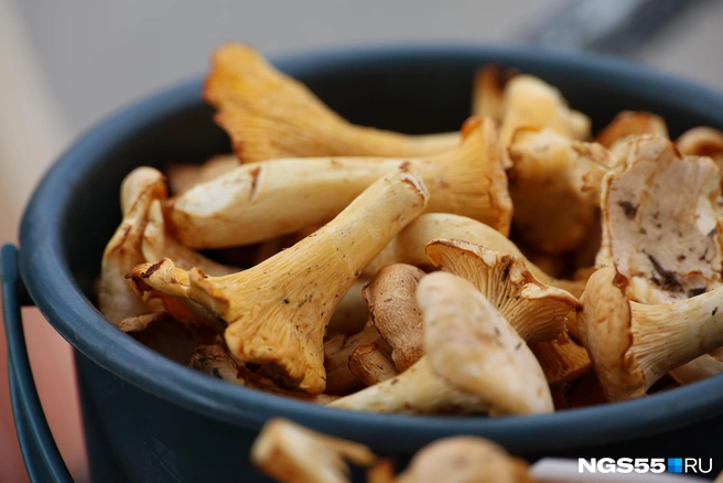 Набрали полные ведра лисичек? Мы знаем, что с ними делать | Источник: Евгений Софийчук / NGS55.RU