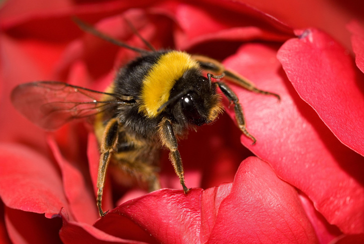 Где зимуют шмели — в ульях, как пчелы?