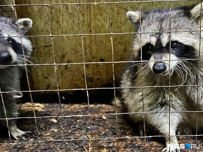 Часть зверей сидит в тесных и грязных клетках практически друг у друга на головах | Источник: Настасья Медведева / NGS.RU