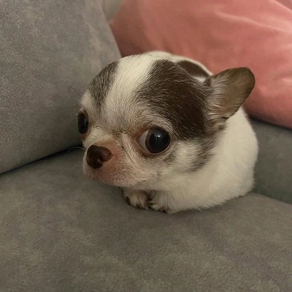 Источник: соцсети