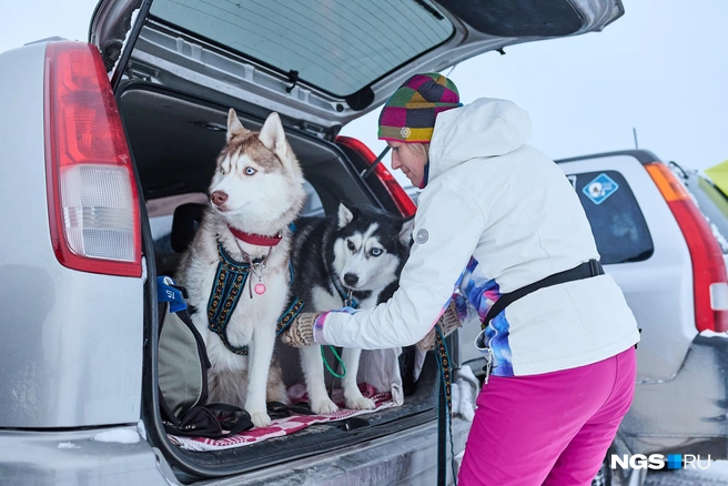 Животные приезжают из разных городов | Источник: Александр Ощепков / NGS.RU