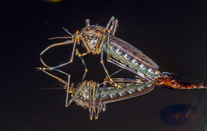 Найден способ заставить комаров не взрослеть. Зачем это нужно ученым?