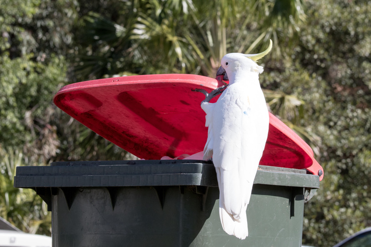 Какаду в Австралии учатся друг у друга открывать мусорные баки