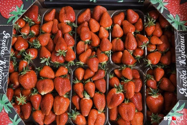 По словам фермера, самую вкусную клубнику выращивают на Кубани. А ту, что привозят из-за границы, покупать не стоит | Источник: Дарья Паращенко / 93.RU