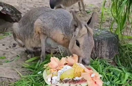 Настоящий праздник у Октября. В Ленинградском зоопарке патагонской маре преподнесли торт из арбуза  | Источник: Ленинградский зоопарк