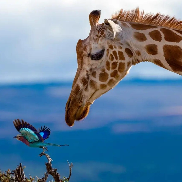 Источник: Yaron Schmid / Smithsonian Magazine Photo Contest 2020