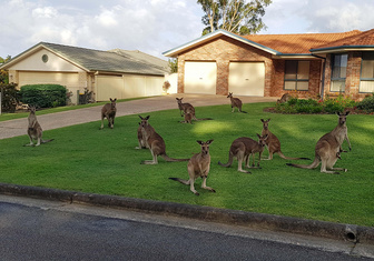 Тринадцать кенгуру