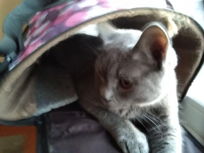 Кот молодой, ему около года | Источник: www.city-n.ru