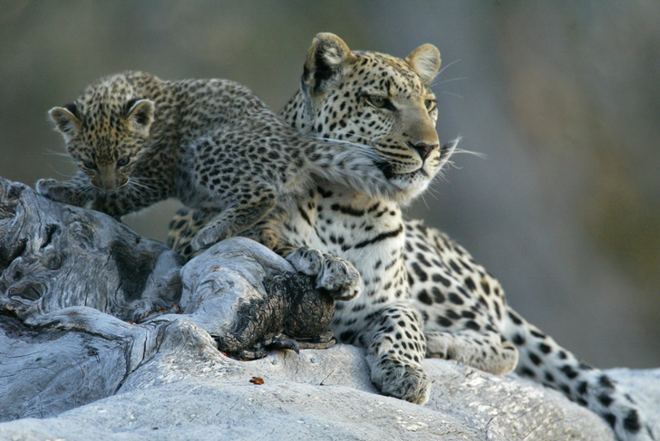 Замуррчательный февраль: месяц больших кошек на National Geographic Wild