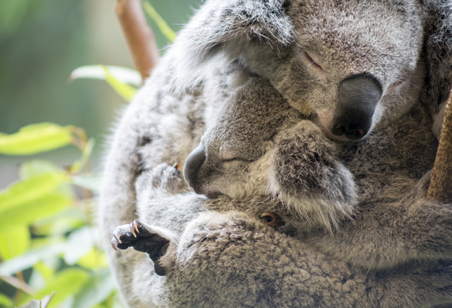 Самые милые животные фото