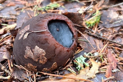Редкий гриб с омолаживающим эффектом нашли в Нижегородской области
