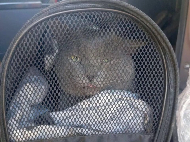 Котика оставили в переноске с подстилкой | Источник: Пермский транспорт / telegram