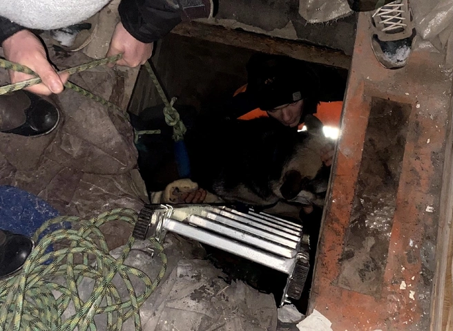 Рязанские волонтеры спасли овчарку, провалившуюся в подвал заброшенного дома | ya62.ru