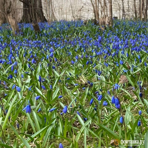 Источник: читательница «Фонтанки»
