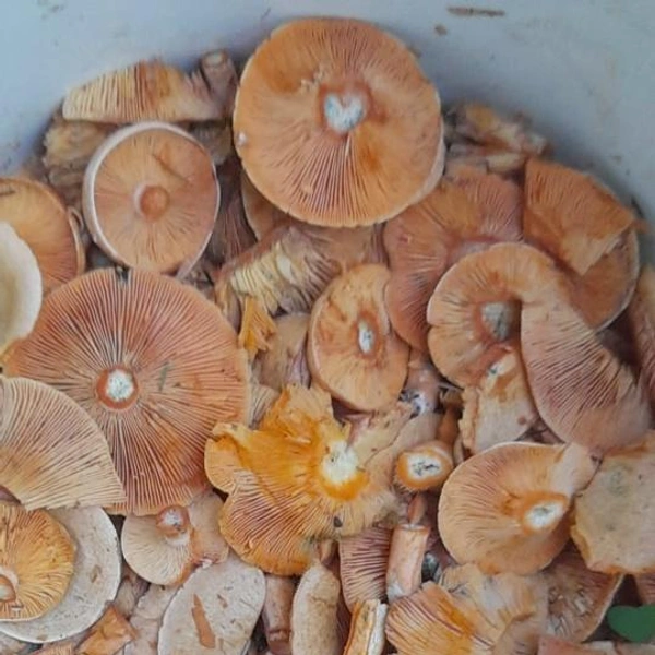 Источник: Алексей Попов / Грибы в Подмосковье 2025 / VK.com