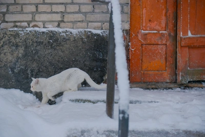 В Архангельске отметят Всемирный день кошек