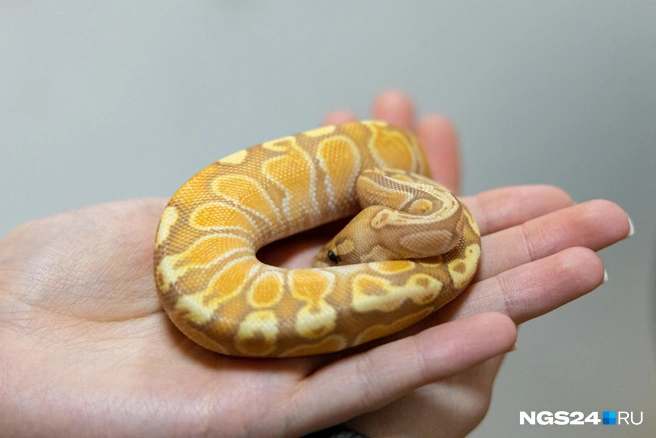 Этот малыш один из самым дорогих в «Тумане»  | Источник: Мария Ленц / NGS24.RU