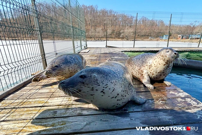 Семья ларг — Варя, Сократ и Юпитер | Источник: Елена Буйвол / VLADIVOSTOK1.RU