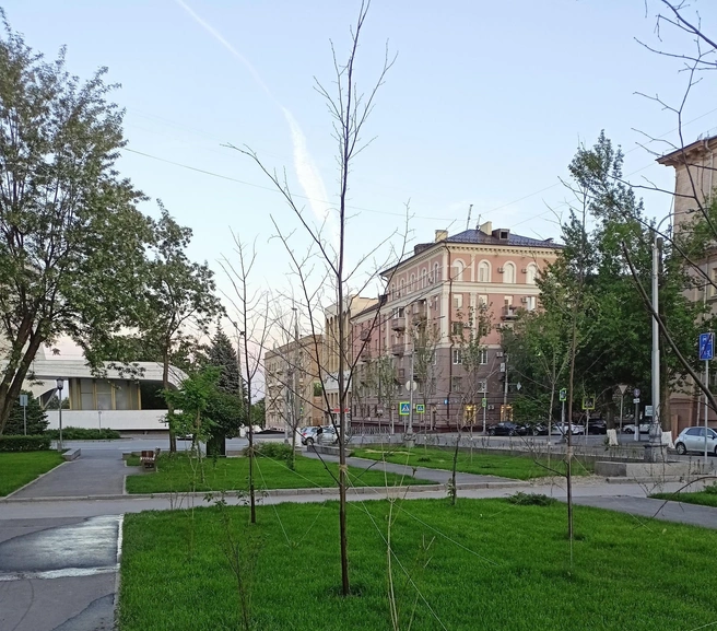 Саженцы умерли всего через два месяца после посадки | Источник: читатели V1.RU
