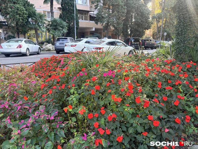 Сочинские зимние клумбы  | Источник: Анна Грицевич / SOCHI1.RU