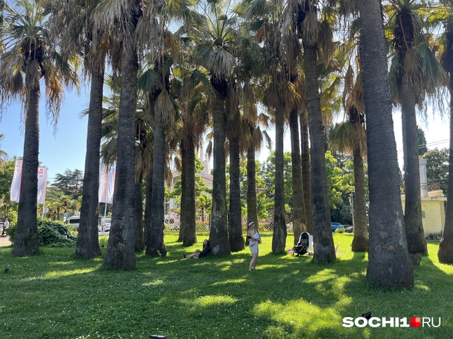 В Сочи нужно наслаждаться жизнью | Источник: Анна Грицевич / SOCHI1.RU