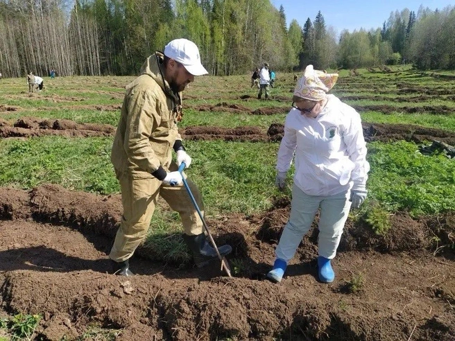 За время нацпроекта восстановили более 300 тысяч гектаров лесов Прикамья | Источник: Минприроды