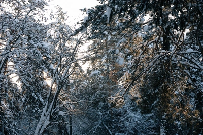 Экоактивисты: термальный комплекс угрожает Рудничному бору
