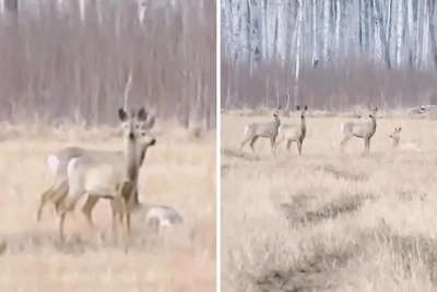 В Омской области сняли бегущих по полю косуль