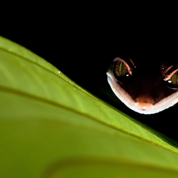 «Чеширский кот? Я за него!» | Источник: Bernhard Schubert / Close-up Photographer of the Year 2020
