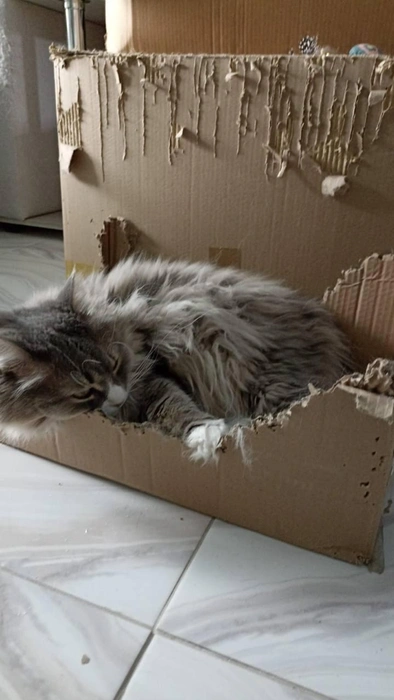 Хорошая коробка, жаль недолговечная | Источник: читатель 63.RU