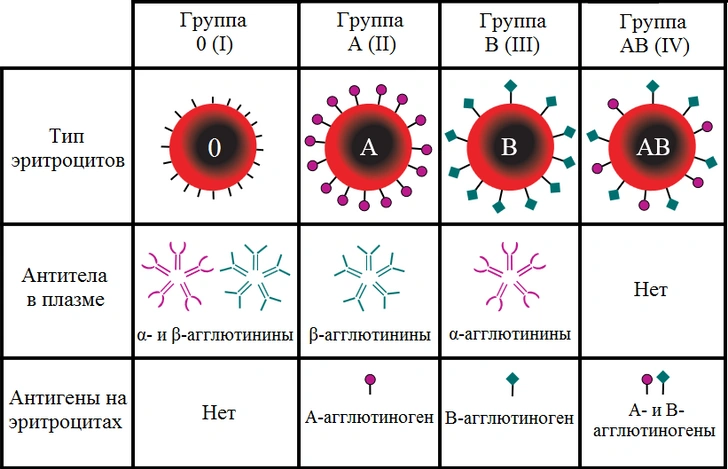 Как узнать свою группу крови и для чего это необходимо? Отвечает врач