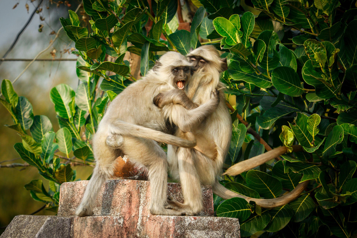 Успокой свою обезьяну: 6 упражнений для тренировки мозга от Стива Джобса