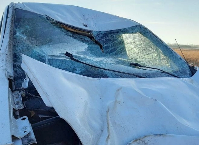 В Пронском районе конь попал под колеса Citroen | ya62.ru