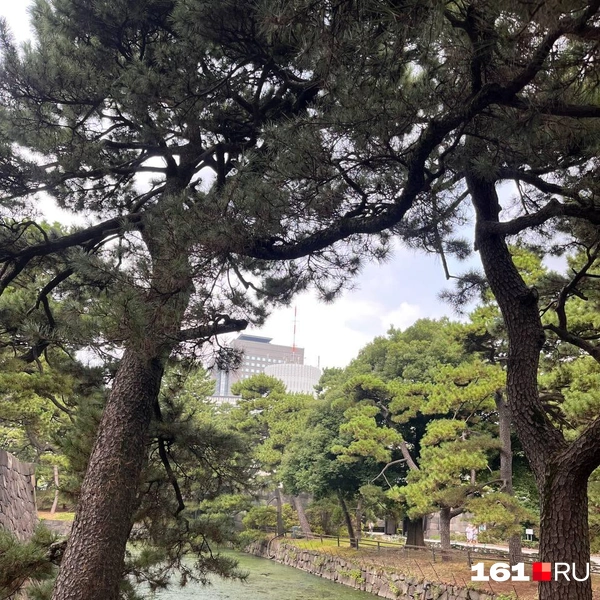 Источник: читатель 161.RU