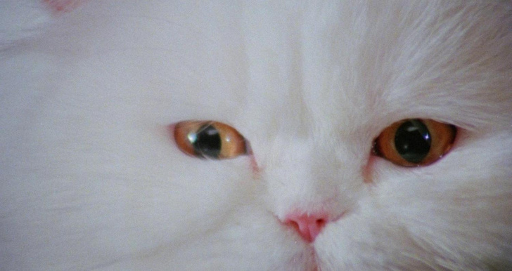 Мур как страшно: 9 самых жутких хорроров с кошками
