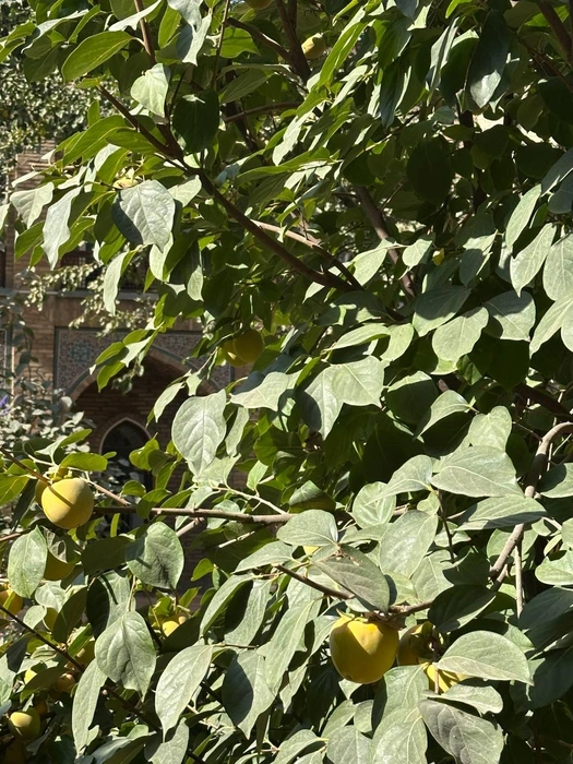 Фрукты можно встретить прямо на улицах  | Источник: Телеграм-канал «Будни путешественника»