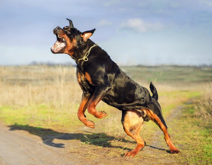 Ротвейлер | Источник: Shutterstock/Fotodom.ru
