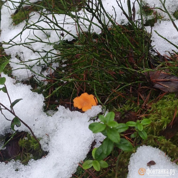 Источник: Сергей Елгазин