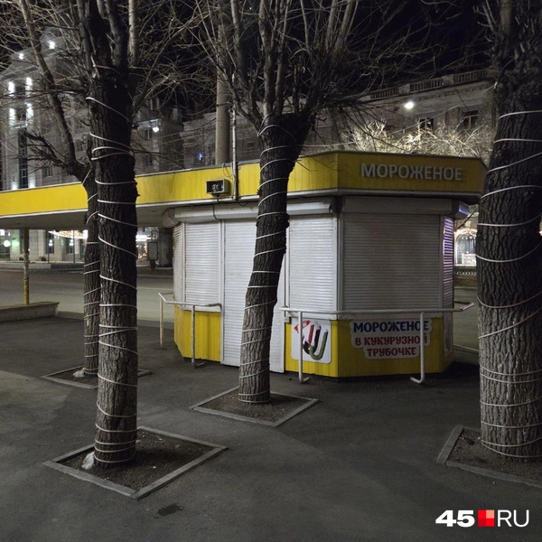 Деревья в гирляндах и в стихийном порядке посреди тротуара — знакомая ситуация? | Источник: Алена Кисель